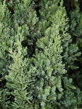 Juniperus chinensis 'Robusta Green' 